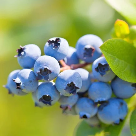 blueberry bushes: soil prep, variety selection, and spring planting 1 duke blueberry