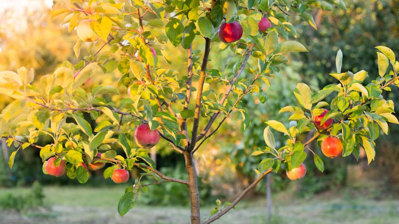 a close-up shot of a sapling of a fruit-bearing tree, showcasing its red and round fruits alongside green leaves on branches, highlighting the apple tree growth stages