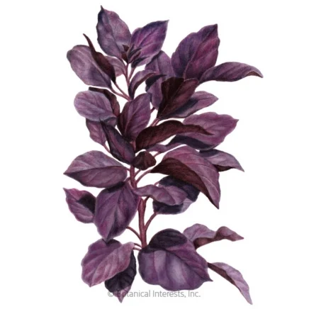 purple petra basil seeds