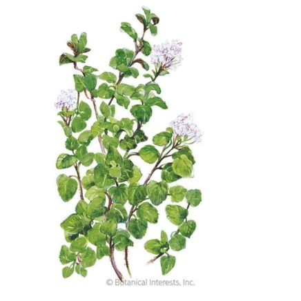 true greek oregano seeds