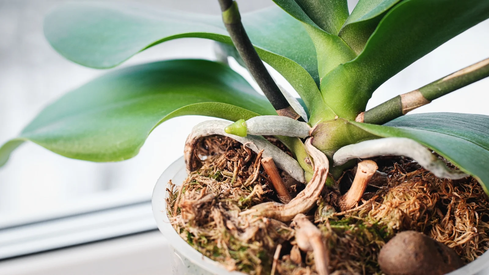 close-up of thick, gray-green air roots sprouting from the base, supporting long, glossy green leaves in a plastic pot on a bright windowsill.