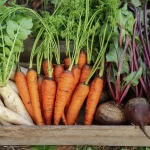 Plant These Vegetable Seeds Outside in February Plant These Vegetable Seeds Outside in February