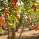 7 Fruit Trees to Plant in February