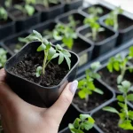 What to Do When Your Seeds Don’t Sprout: Troubleshooting Common Problems What to Do When Your Seeds Don’t Sprout: Troubleshooting Common Problems