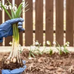 How to Divide and Replant Snowdrops for an Enchanting Meadow