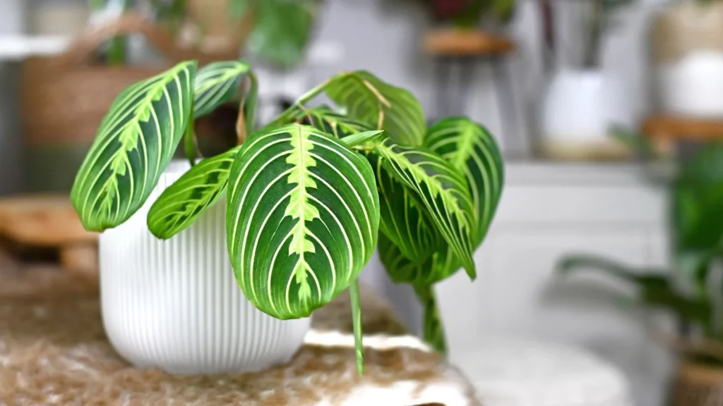 How to Plant, Grow, and Care for ‘Lemon Lime’ Maranta