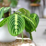 How to Plant, Grow, and Care for ‘Lemon Lime’ Maranta