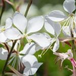 11 Stunning Plants for a Soothing, Cool Garden Palette