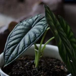 How to Plant, Grow, and Care for ‘Dragon Scale’ Alocasia How to Plant, Grow, and Care for ‘Dragon Scale’ Alocasia