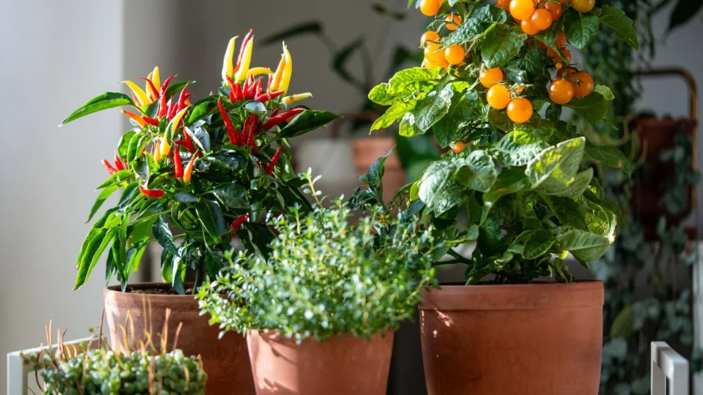 9 Seeds That Need Bottom Heat to Germinate