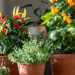 9 Seeds That Need Bottom Heat to Germinate