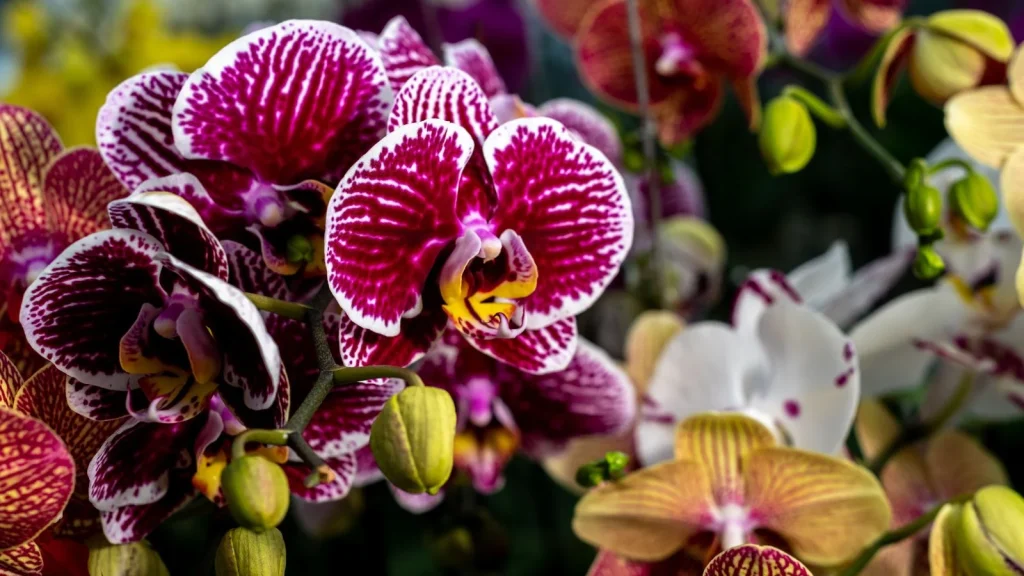 7 Low-Maintenance Orchids Anyone Can Grow