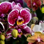 7 Low-Maintenance Orchids Anyone Can Grow