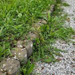 How to Keep Weeds Out of Your Ground Cover Plants