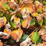 How to Protect Your Hostas from Winter Rot