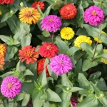 When to Sow Zinnias Outdoors: A Zone-by-Zone Guide