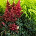 The 7 Best Perennials for Shade Gardens