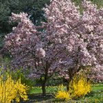 25 of the Best Early Spring Blooming Flowers