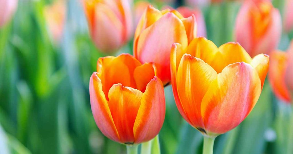 17 of the Best Multiheaded Tulip Varieties for Your Garden