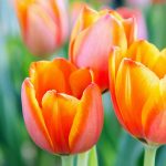 17 of the Best Multiheaded Tulip Varieties for Your Garden 17 of the Best Multiheaded Tulip Varieties for Your Garden