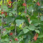 How to Identify and Manage 11 Common Bean Diseases How to Identify and Manage 11 Common Bean Diseases