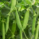 How to Identify and Control 15 Common Pea Pests