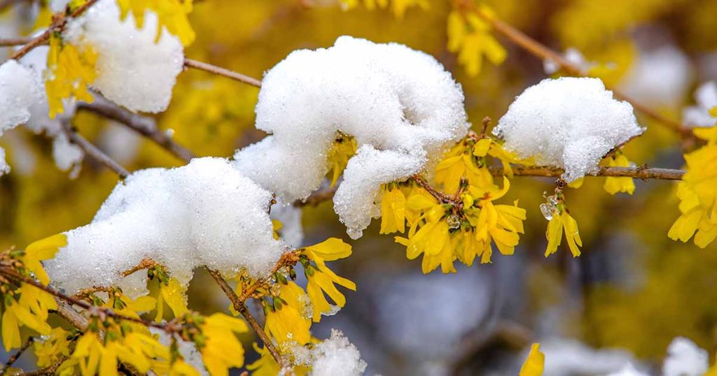 How to Care for Cold-Damaged Forsythia