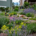 ryan’s xeric garden in colorado