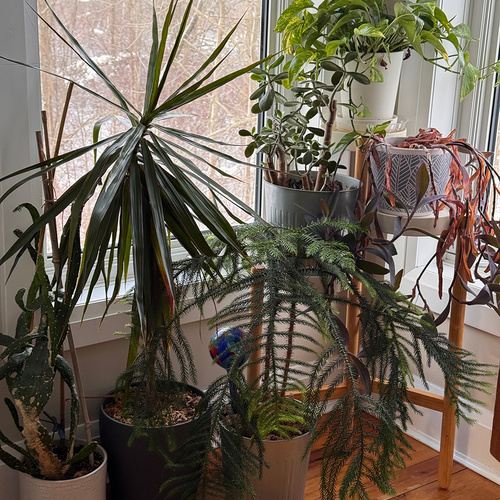 Leni’s Propagations and Inherited Houseplants