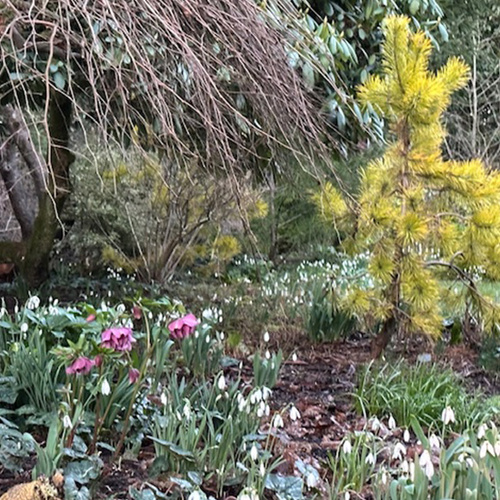 Margot’s Winter Garden Interest in Washington