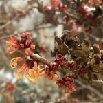 Andy’s Winter Garden in Pennsylvania