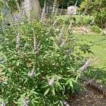 johanna’s beautiful blooms and shapely shrubs in south carolina