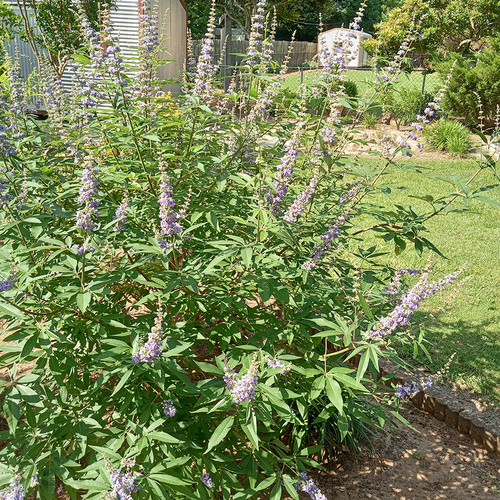 Johanna’s Beautiful Blooms and Shapely Shrubs in South Carolina