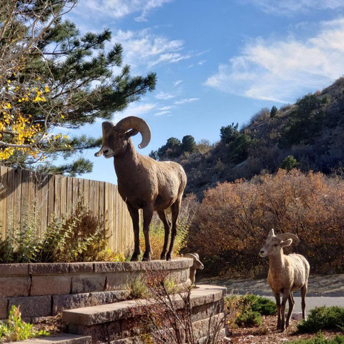 Chris Gardens on the Wild Side in Colorado
