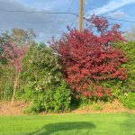 the walsh’s demonstration garden in ontario, part 2