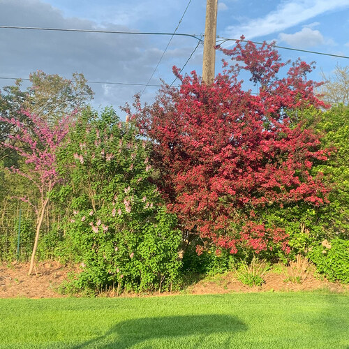 The Walsh’s Demonstration Garden in Ontario, Part 2