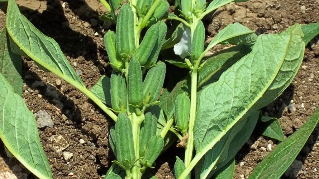How to Grow Sesame Seeds