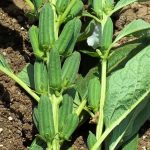 How to Grow Sesame Seeds How to Grow Sesame Seeds