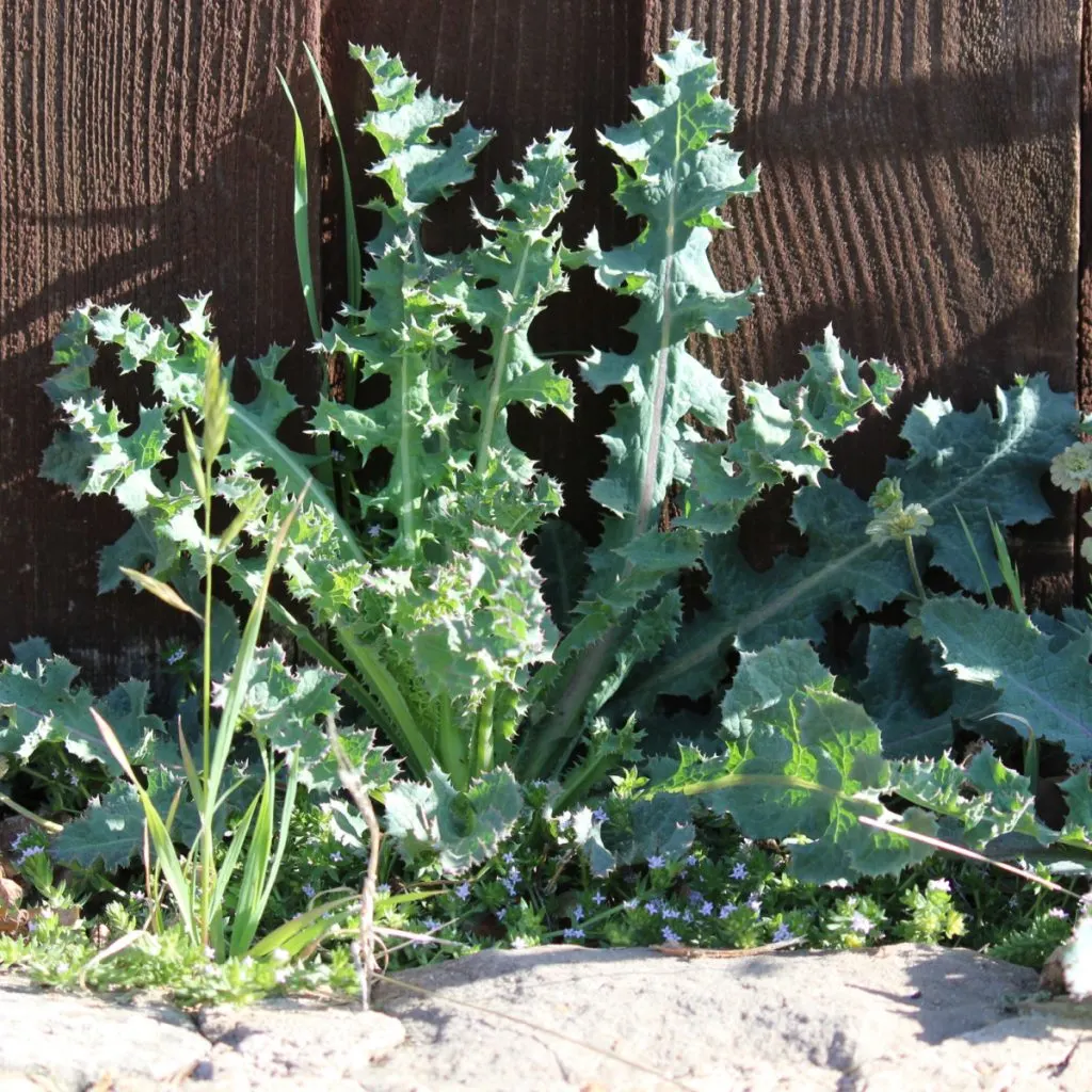 get rid of thistles