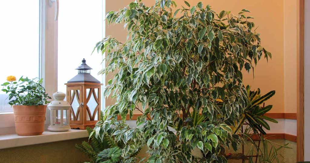 How to Grow and Care for Weeping Fig Plants (Ficus benjamina)