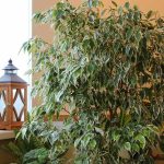 How to Grow and Care for Weeping Fig Plants (Ficus benjamina)