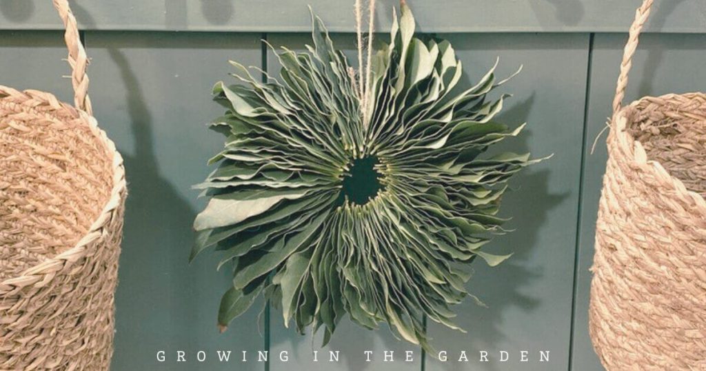 How to Make a Bay Laurel Wreath (Bay Leaf Wreath DIY)