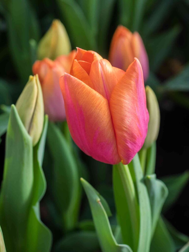 plant tulip bulbs