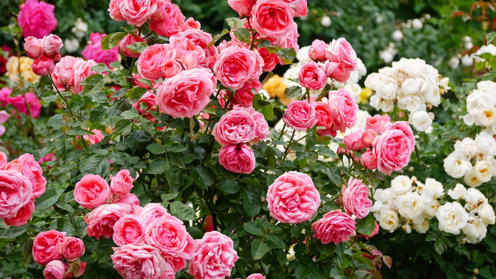 hybrid tea flowers exhibit glossy, dark green foliage and large, elegant flowers with high-centered buds in various hues atop long stems.