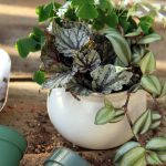Goodbye, Fungus Gnats! How to Get Rid of Gnats in Plants