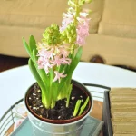 Early Forcing Spring Bulbs – Jennifer Rizzo