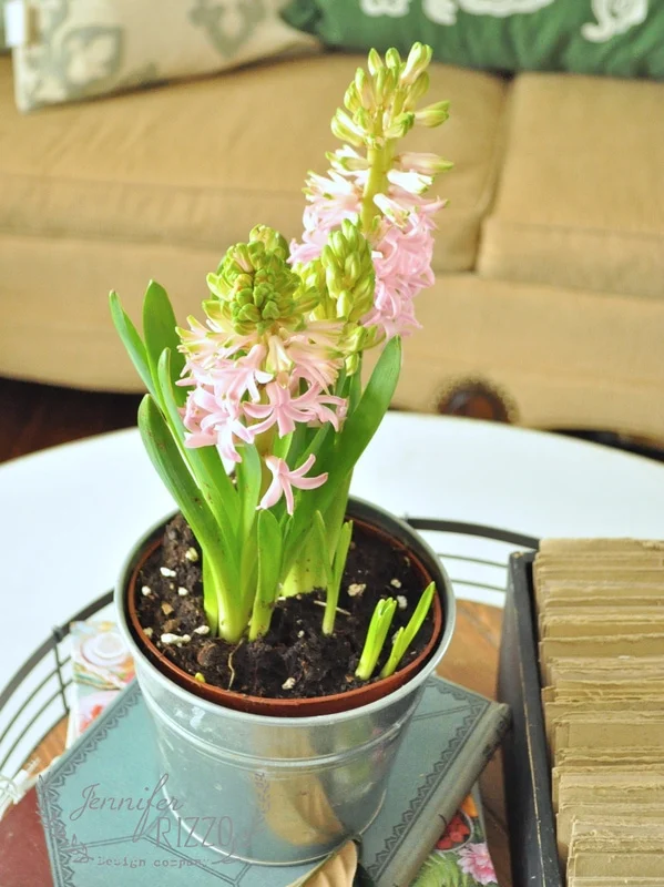 Early Forcing Spring Bulbs – Jennifer Rizzo