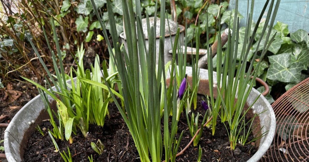 Reset! The garden awakes and so do I