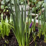 Reset! The garden awakes and so do I