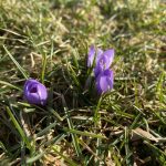 Garden Bloggers’ Bloom Day – February 2026 – Carol J. Michel Garden Bloggers’ Bloom Day – February 2026 – Carol J. Michel